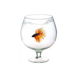 aquarium ukr 2000981059248
